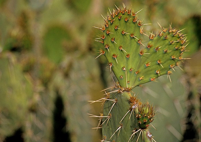 Arizona-Sonora Desert Museum: Kaktus Tucson
