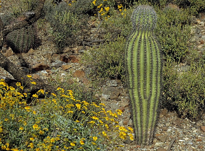 Tucson Arizona-Sonora Desert Museum: Kaktus