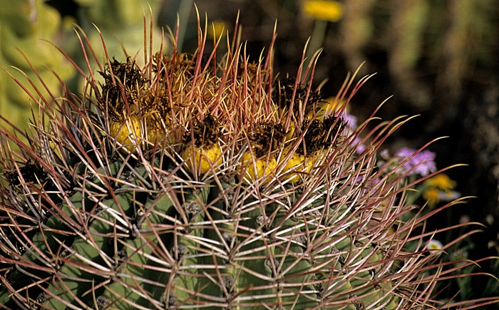 Arizona-Sonora Desert Museum: Kaktusblüte Tucson