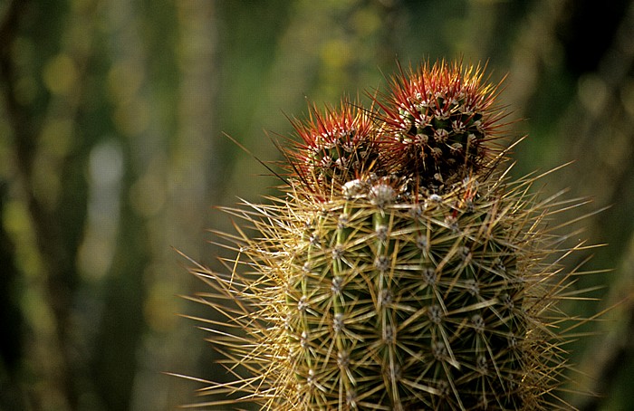Arizona-Sonora Desert Museum: Kaktusblüten Tucson