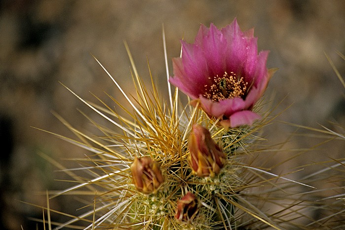 Tucson Arizona-Sonora Desert Museum: Kaktusblüte