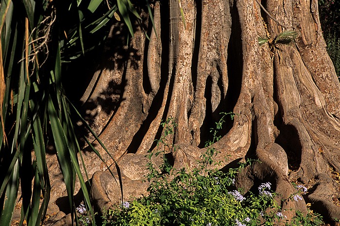 Los Jardines de Murillo Sevilla