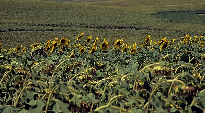 Sonnenblumenfelder Provincia de Córdoba