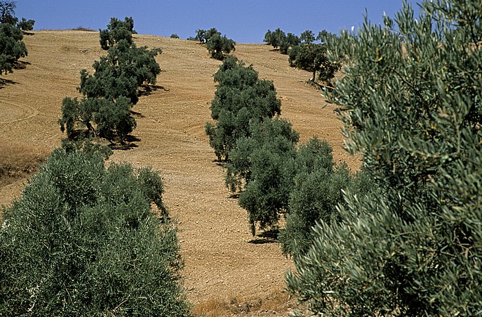 Provincia de Córdoba Olivenplantagen
