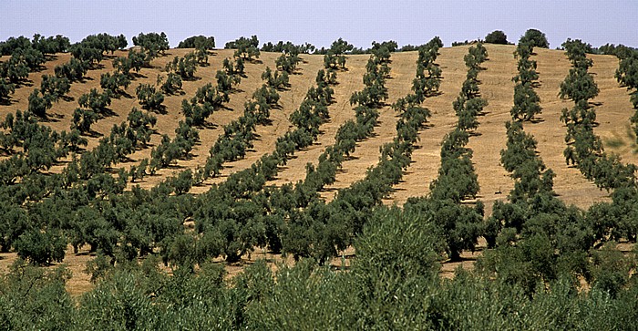 Provincia de Córdoba Olivenplantagen
