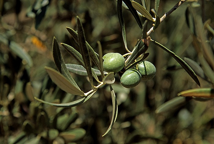 Olivenbaum Provincia de Córdoba