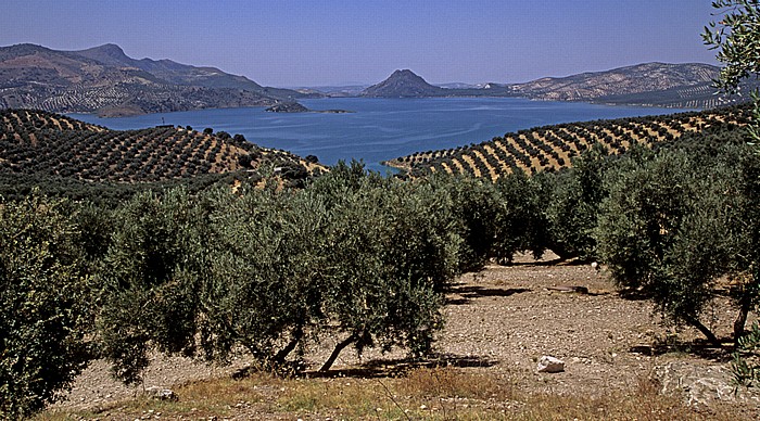 Olivenplantagen am Embalse de Iznájar Provincia de Córdoba