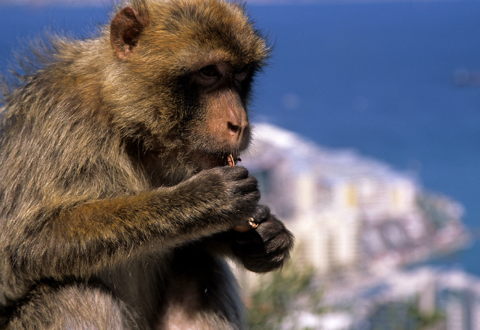 Fels von Gibraltar: Berberaffe Bay of Gibraltar