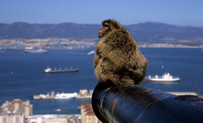 Fels von Gibraltar: Berberaffe Bay of Gibraltar