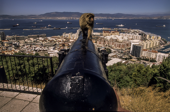 Fels von Gibraltar: Berberaffe Gibraltar