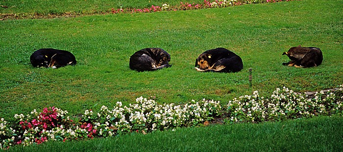 Bukarest Cismigiu-Park (Gradina Cismigiu): Schlafende Hunde