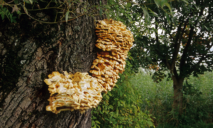 Gstadt am Chiemsee Von Pilzen befallener Baum