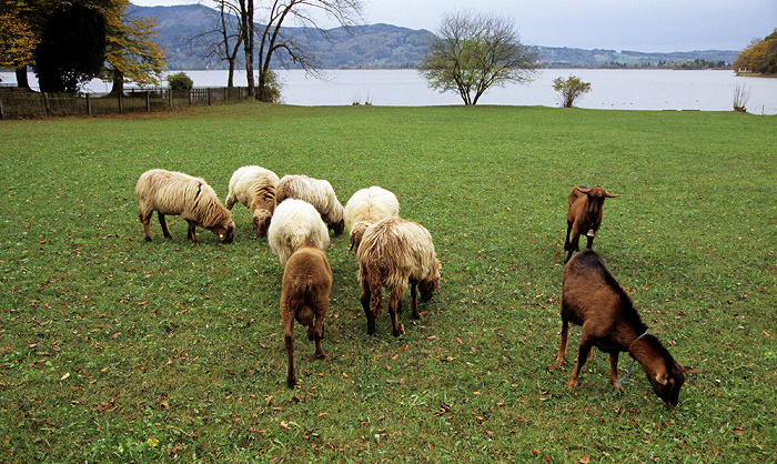 Schafe am Kochelsee Kochel am See