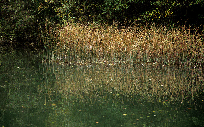 Freilichtmuseum Glentleiten: Schilf im See Großweil