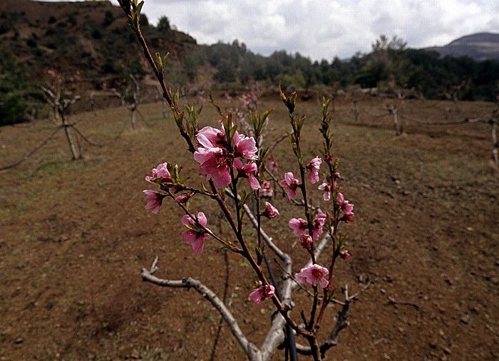 Troodos-Gebirge: Mandelblüten Mandria