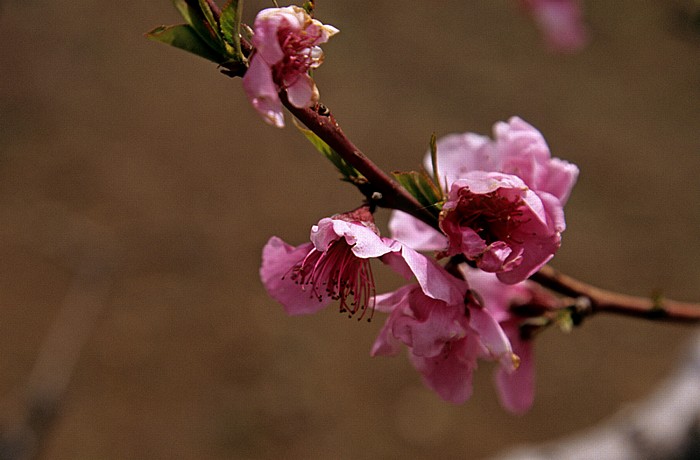 Mandria Troodos-Gebirge: Mandelblüten