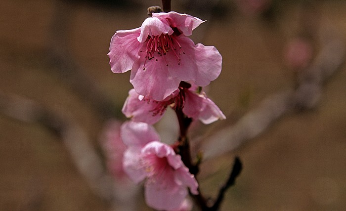 Mandria Troodos-Gebirge: Mandelblüten