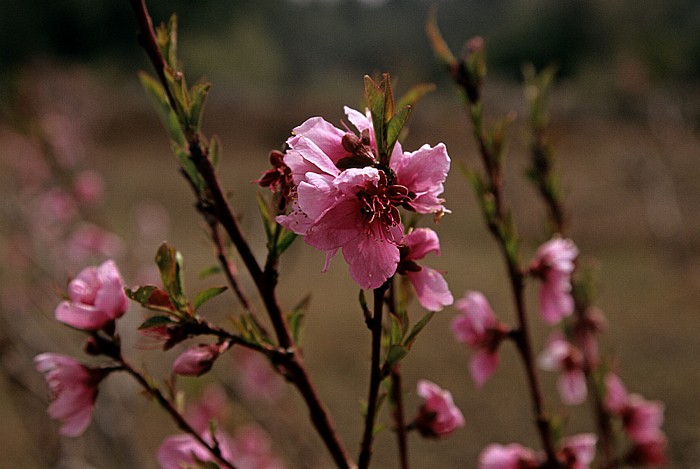 Troodos-Gebirge: Mandelblüten Mandria