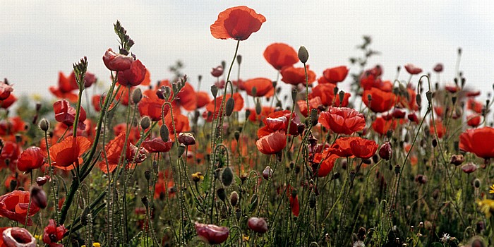 Paphos Archäologischer Park: Mohnblüten