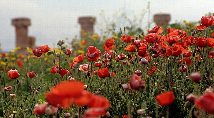 Paphos Archäologischer Park: Mohnblüten