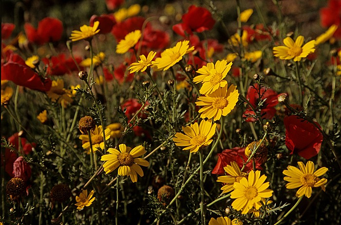 Königsgräber: Blumen Paphos