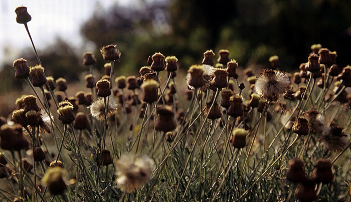 Königsgräber: Blumen Paphos