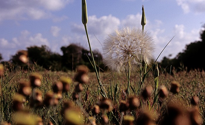 Paphos Königsgräber: Blumen