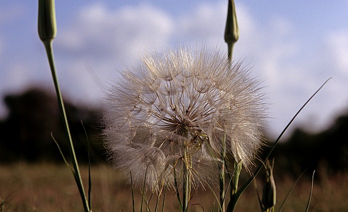 Paphos Königsgräber: Pusteblume