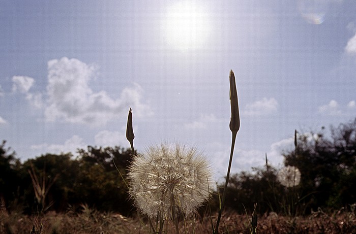 Königsgräber: Pusteblume Paphos