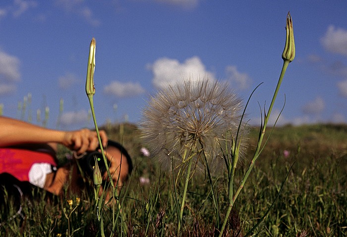 Königsgräber: Pusteblume Paphos