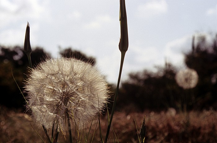 Königsgräber: Pusteblume Paphos