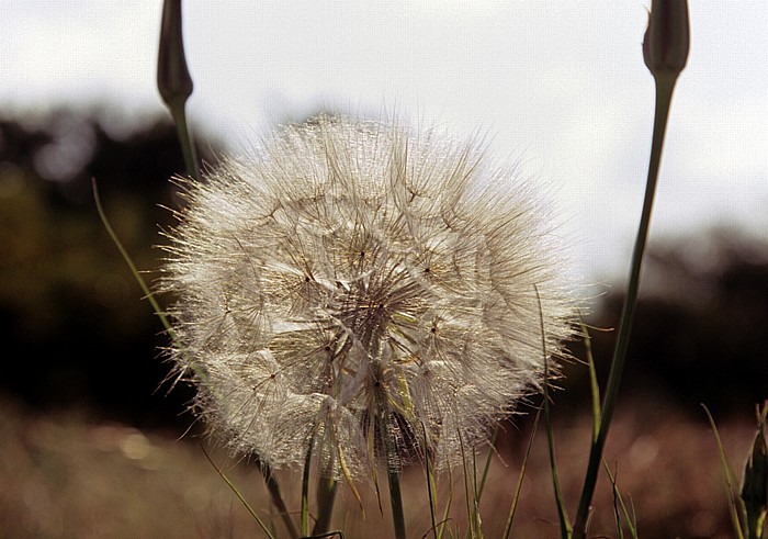 Königsgräber: Pusteblume Paphos