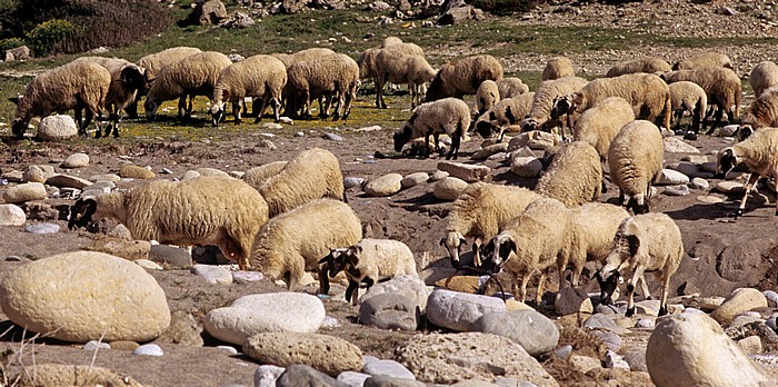 Strand: Schafe Peyia
