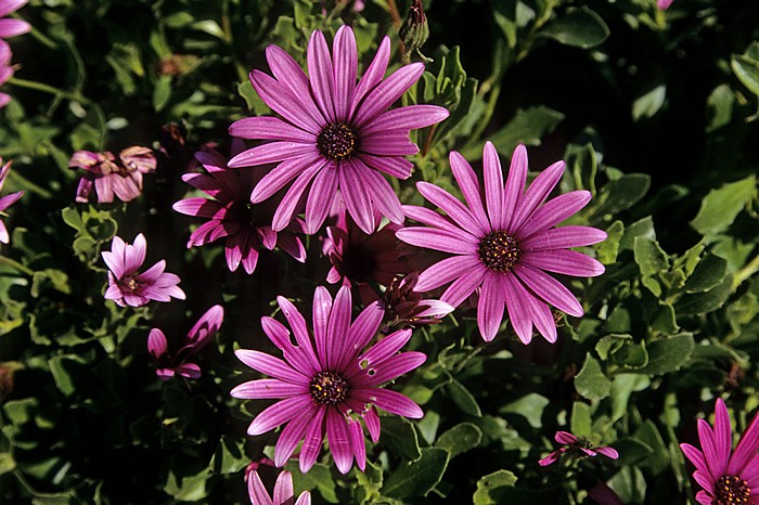 Ausgrabungsstätte: Apollo-Hylates-Heiligtum: Blumen Kourion