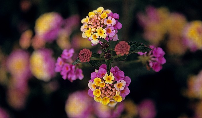 Blumen Governor's Beach