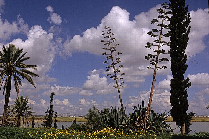 Larnaka Salzsee