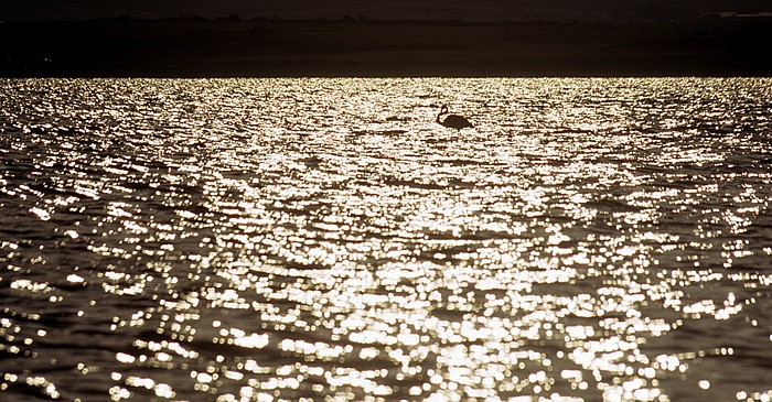 Salzsee: Flamingo Larnaka