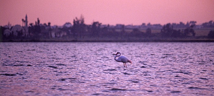 Larnaka Salzsee: Flamingo Chala Sultan Tekke