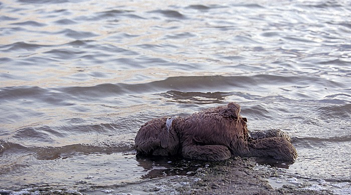 Salzsee: Teddyleiche Larnaka