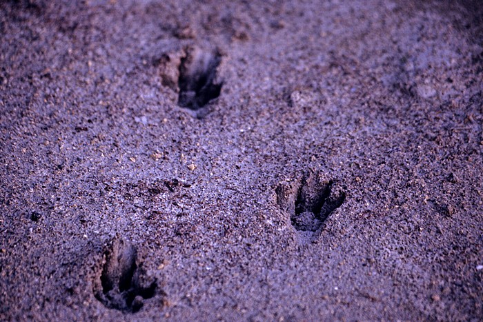 Salzsee: Tierspuren im Sand Larnaka