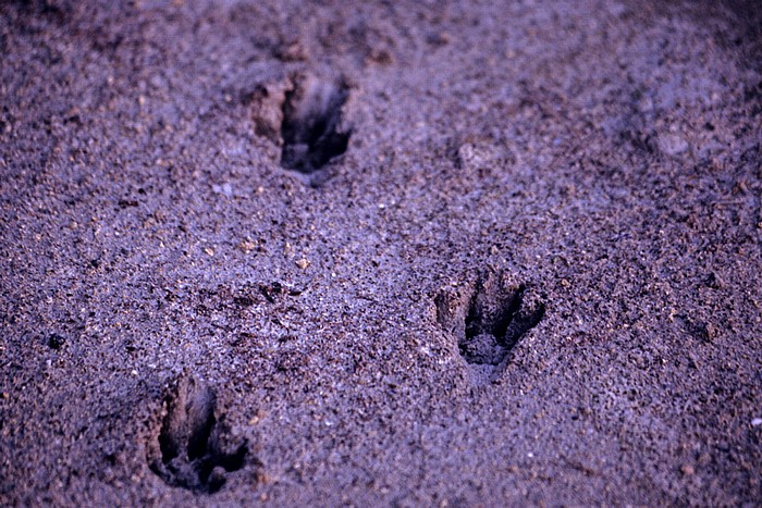 Salzsee: Tierspuren im Sand Larnaka