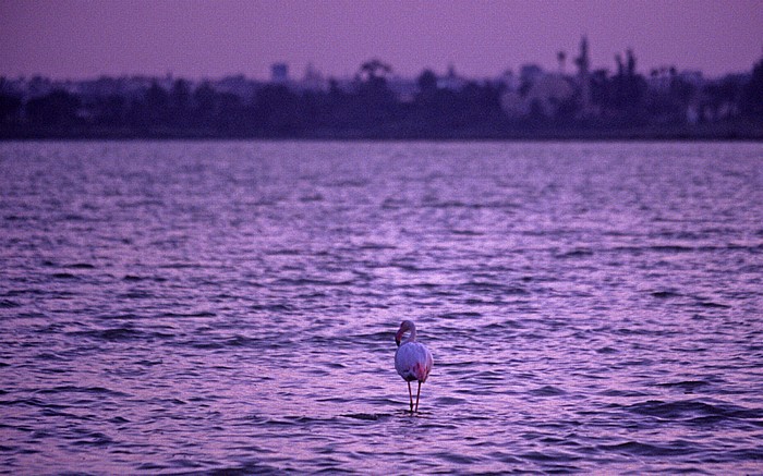 Larnaka Salzsee: Flamingo Chala Sultan Tekke