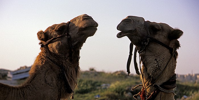 Jerusalem Ölberg: Kamele