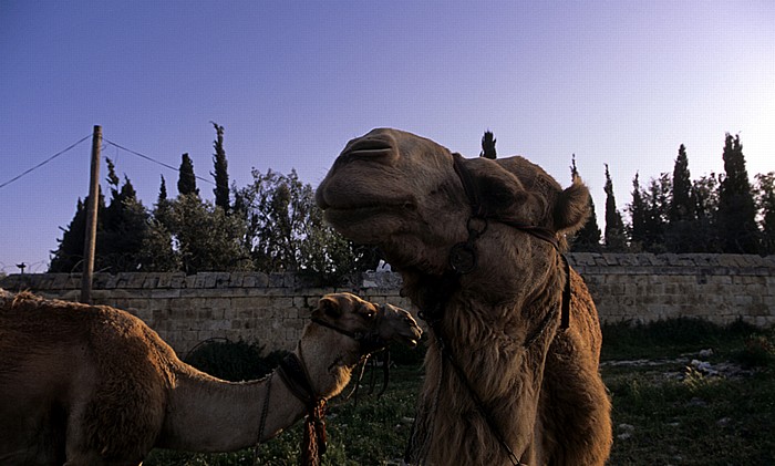Jerusalem Ölberg: Kamele