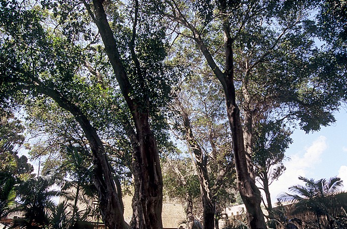 Altstadt Akko