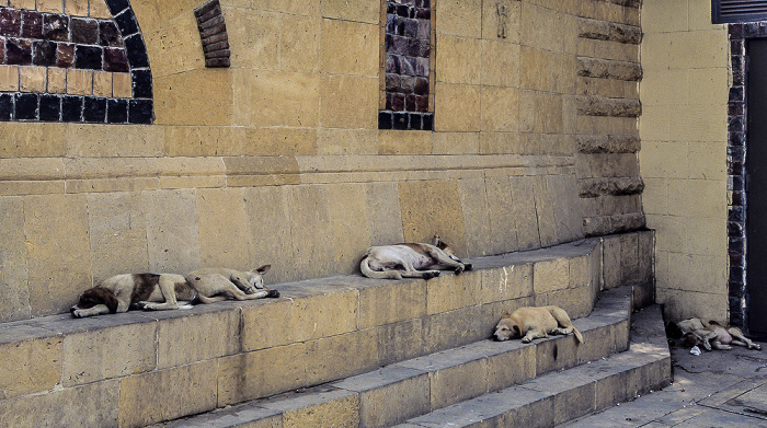 Alt-Kairo: Koptisches Viertel - Müde Hunde