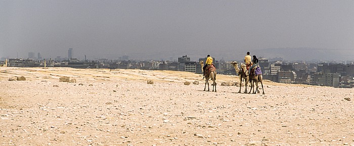 Gizeh-Plateau: Kamele in der Libyschen Wüste