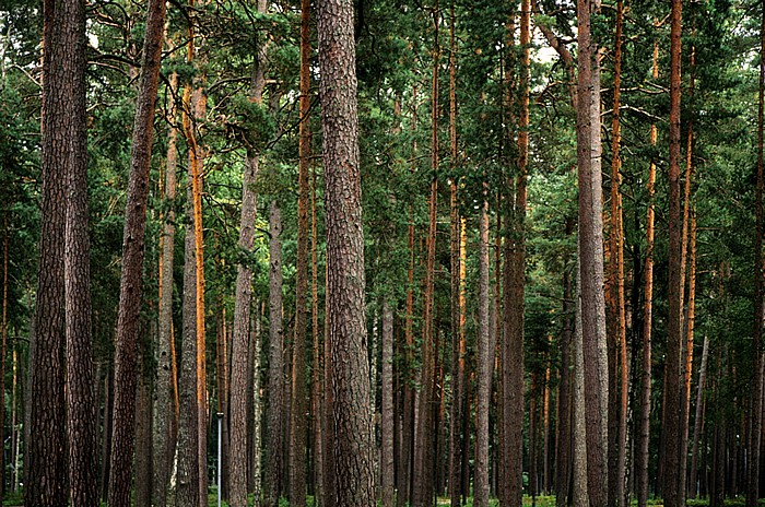 Jurmala Dzintari