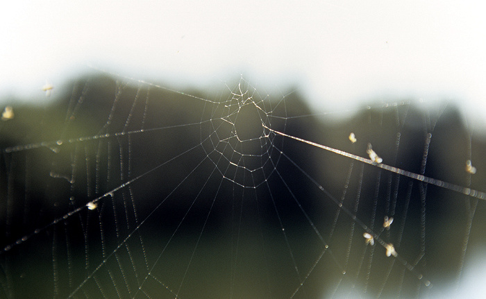 Spinnennetz Ickinger Au