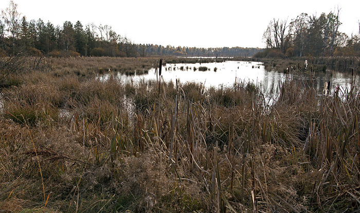 VS-Schwenningen Schwenninger Moos